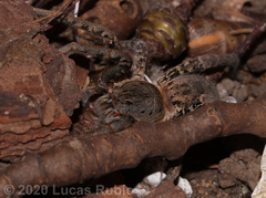 Ancylometes concolor