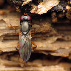 Heteromeringia nitida