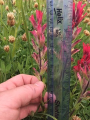 Castilleja parviflora oreopola