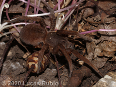 Ancylometes concolor