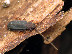 Uleiota dubia