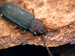Uleiota dubia