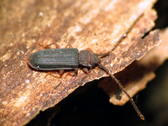 Uleiota dubia