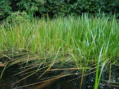 Sparganium angustifolium