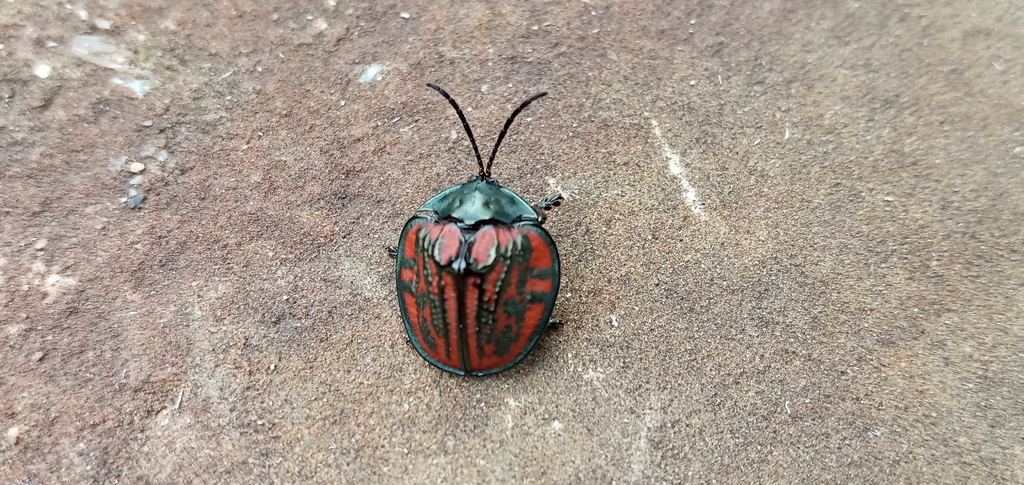Discomorpha spectanda