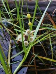 Sparganium angustifolium
