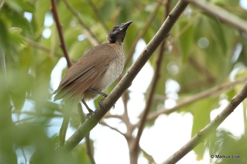 New Guinea Friarbird (Subspecies Philemon buceroides novaeguineae ...