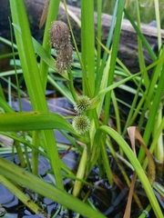 Sparganium angustifolium