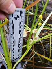 Sparganium angustifolium