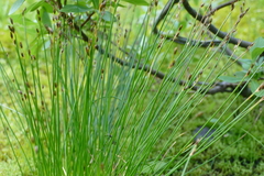 Juncus drummondii
