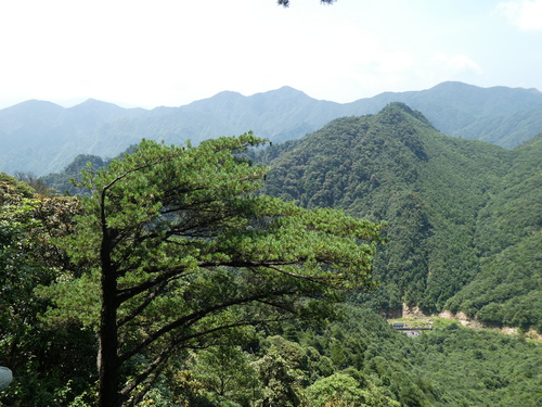 Image of Pinus fenzeliana by (c) Aaron Liston, some rights reserved (CC BY)