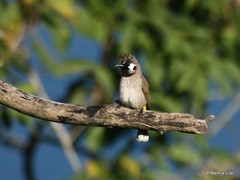 Pycnonotus leucogenys