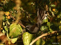 Rhipidura albicollis