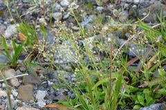 Antennaria racemosa