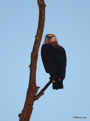 Haliaeetus leucoryphus