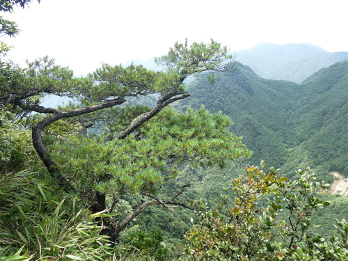 Image of Pinus fenzeliana by (c) Aaron Liston, some rights reserved (CC BY)