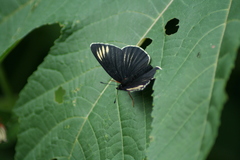 Chlosyne ehrenbergii