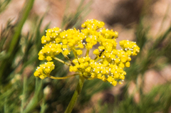 Musineon tenuifolium