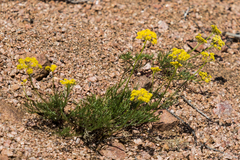 Musineon tenuifolium