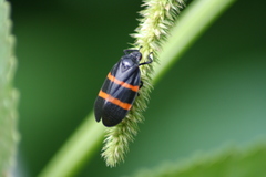 Huaina inca