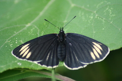 Chlosyne ehrenbergii