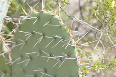 Opuntia rastrera