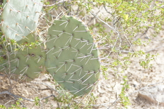 Opuntia rastrera