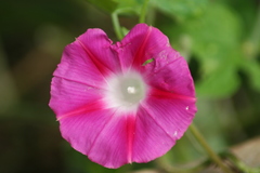Ipomoea purpurea