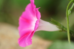 Ipomoea purpurea