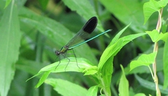Calopteryx aequabilis