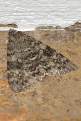 Catocala electilis