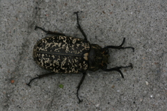 Polyphylla laticollis