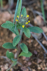 Alyssum desertorum