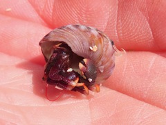 Pagurus hemphilli
