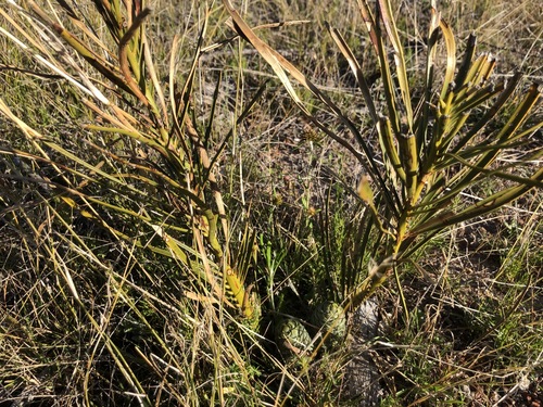 Macrozamia conferta