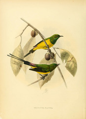 Pygmy Sunbird photo 4