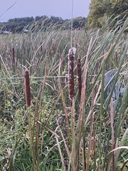 Typha × glauca