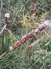 Typha × glauca