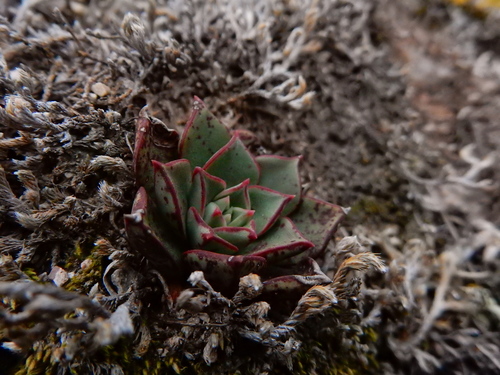 Echeveria longissima
