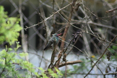 Cynanthus latirostris