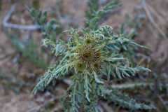 Cirsium scariosum