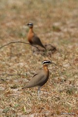 Cursorius coromandelicus