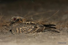 Caprimulgus asiaticus