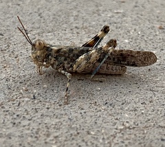 Trimerotropis pseudofasciata