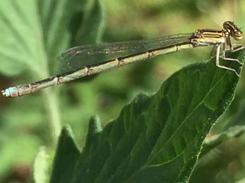 Double-striped Bluet