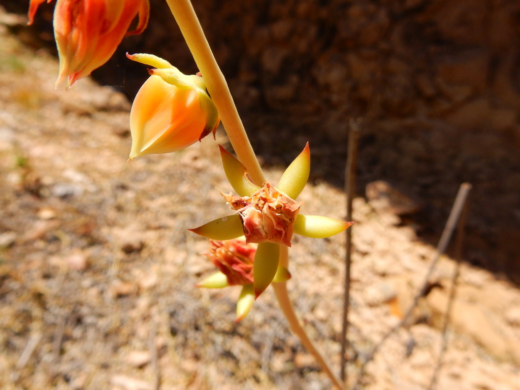 Echeveria nodulosa (Baker) Otto