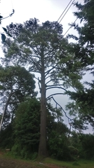 Pinus montezumae