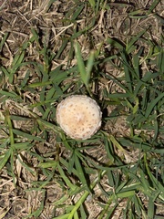 Chlorophyllum molybdites image