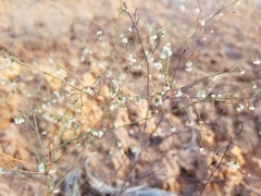 Eriogonum cernuum