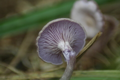 Agaricales